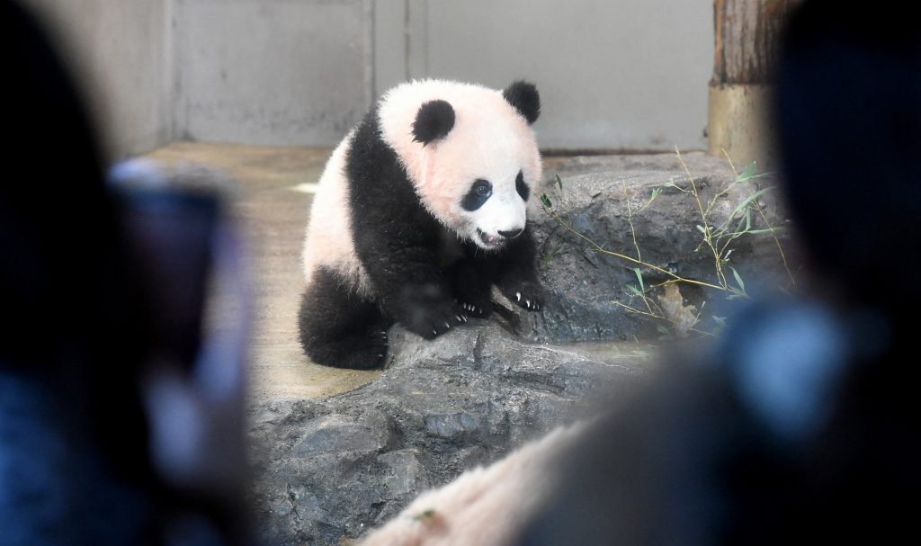 シャンシャン返還、また延長＝コロナ影響で年末まで―東京都 (AFP)