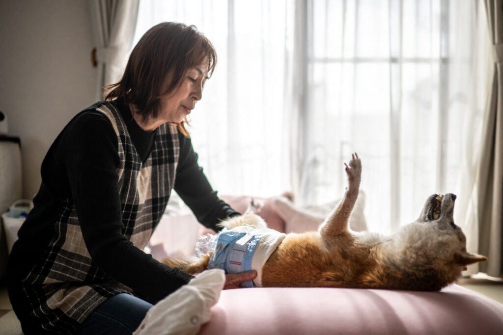 2024年3月19日、柴犬のかぼすと一緒にいる佐藤敦子さん。(AFP＝時事）