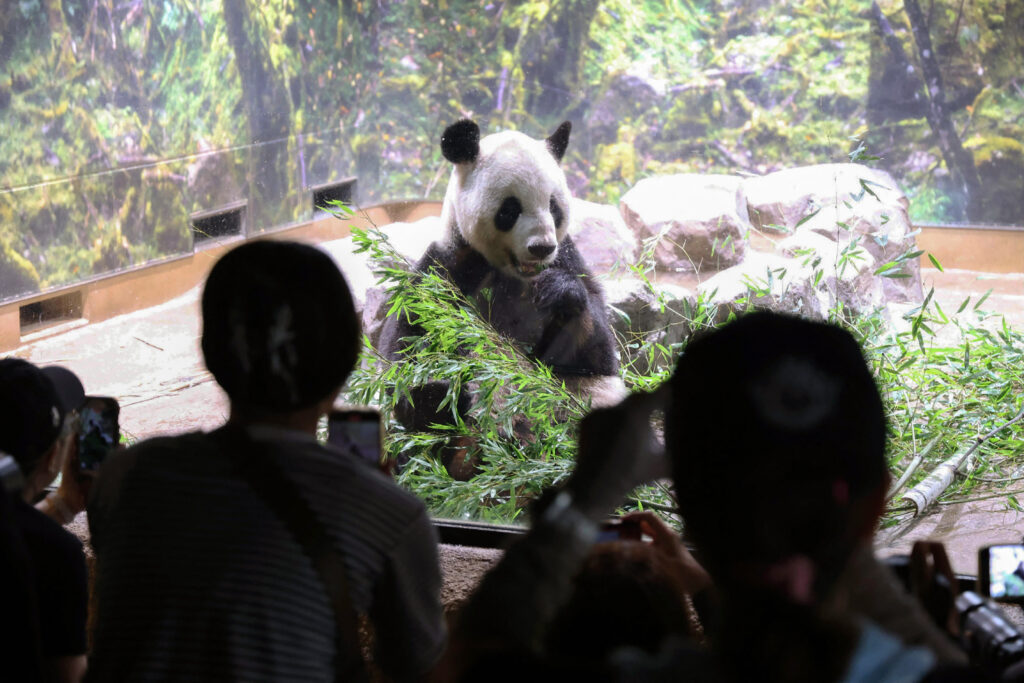 8月31日、東京の上野動物園で、囲いの中でオスのジャイアントパンダ「リーリー」を見つめる人々。(AFP＝時事）